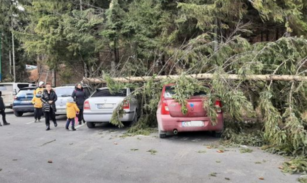 Trei mașini distruse în Poiana Brașov, după ce un brad a căzut peste ele