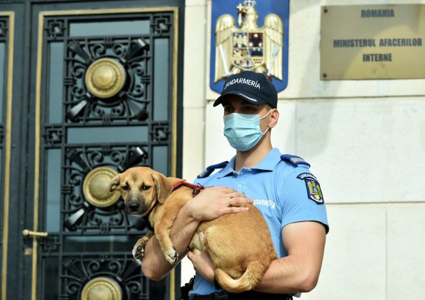 Pedepse mai dure și amenzi mai mari pentru uciderea sau chinuirea animalelor. Noile prevederi intră în vigoare azi