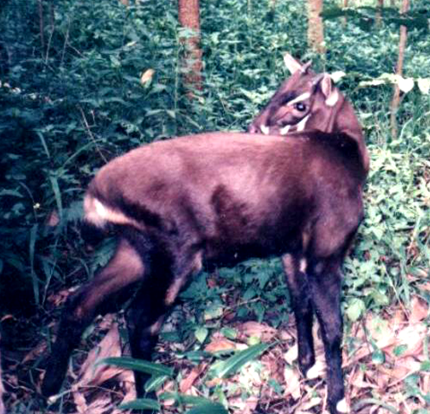 În căutarea unicornului asiatic, o specie descoperită în 1992, pe cale de dispariție
