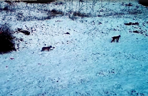 VIDEO Imagini cu o femelă râs şi doi pui, surprinse într-o pădure din Parcul Natural Putna-Vrancea