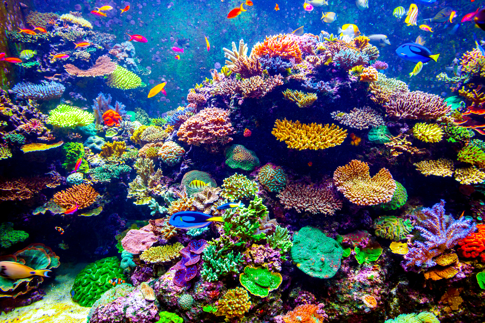 Florida Reef