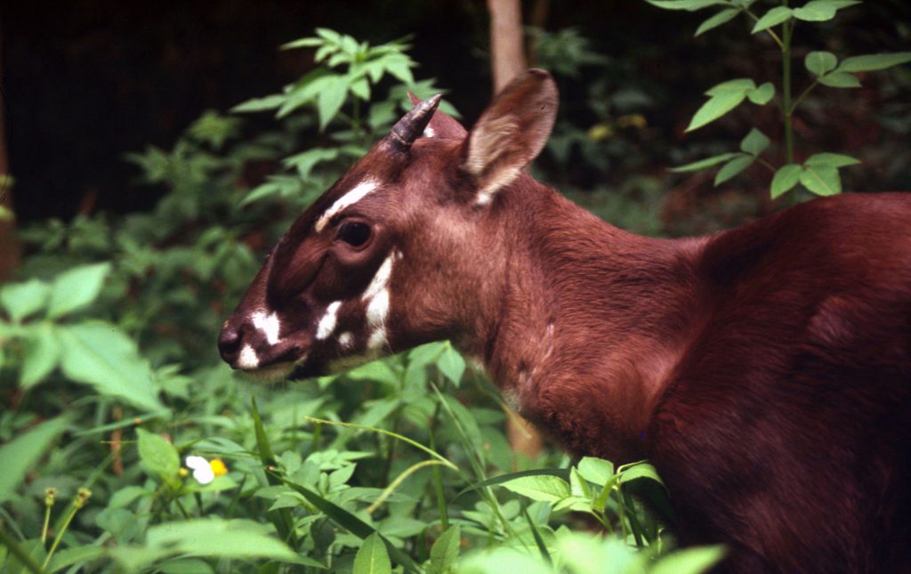 În căutarea unicornului asiatic, o specie descoperită în 1992, pe cale de dispariție