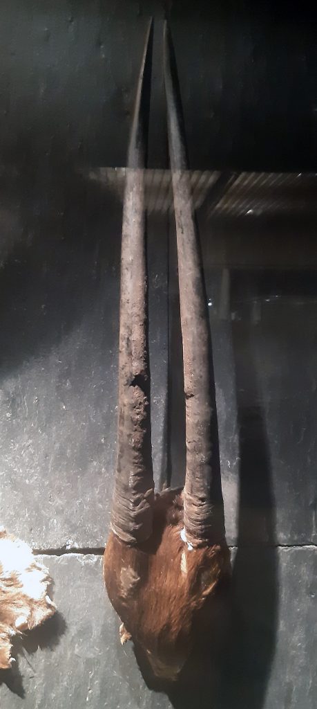 În căutarea unicornului asiatic, o specie descoperită în 1992, pe cale de dispariție
