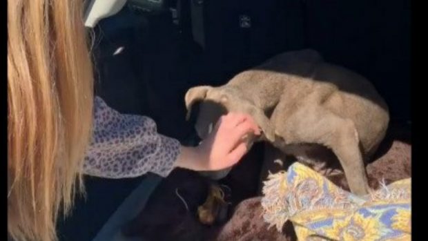 Povestea cățelușei Zoey, care și-a regăsit stăpânii după 12 ani