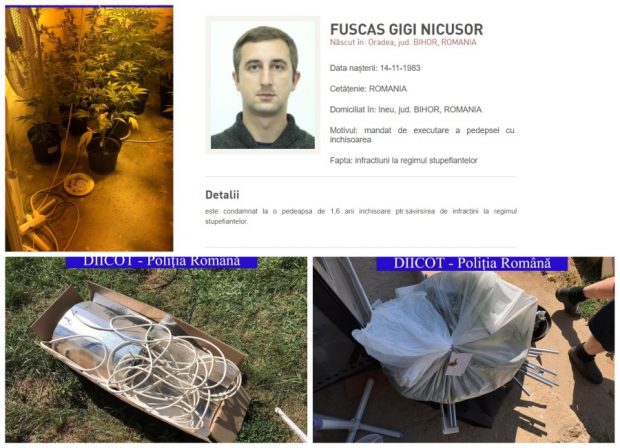 Tânăr agricultor din Bihor, care cultiva canabis în solarul de legume ridicat din fonduri europene, dat în urmărire generală