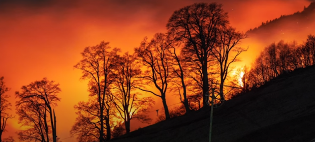 Doi turiști au uitat să stingă focul de tabără și s-au trezit că au incendiat șase hectare de pădure de brad, în Elveția