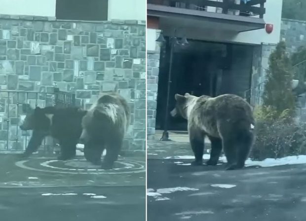 Urși filmați la intrarea într-un hotel din Sinaia. Turistă: „Iubim animalele, dar nu vrem să fim hrana lor”