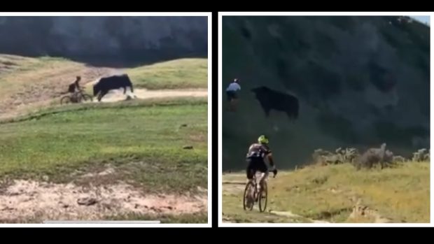 Cursă nebună. Accidente produse de taurii furioși la o competiție de ciclocros din SUA