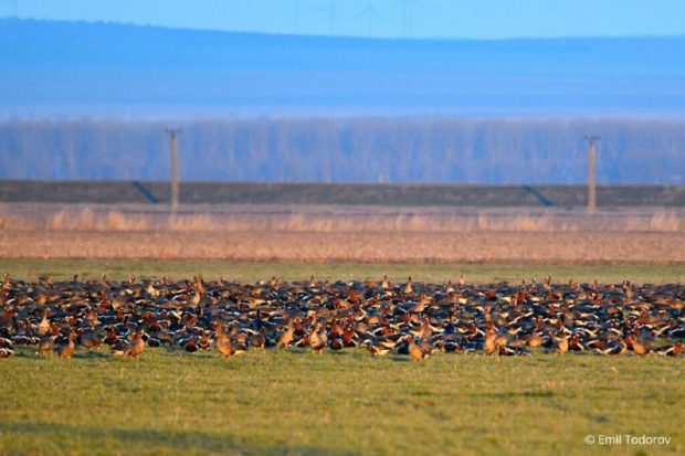 VIDEO | 24.000 de gâște cu gât roșu au venit în România din Siberia, un număr-record pentru țara noastră