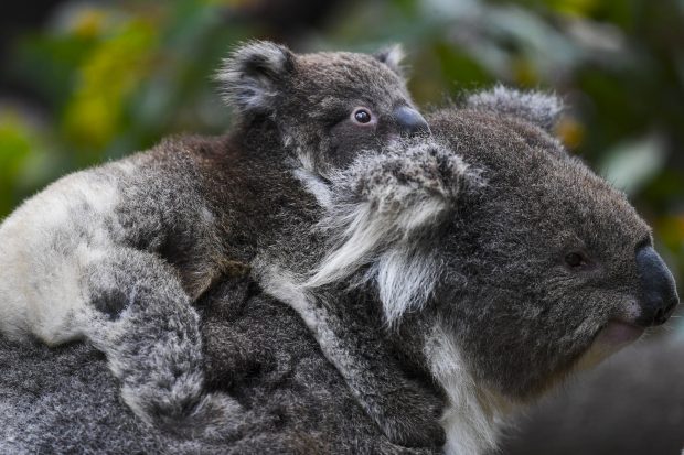 Ursul koala, inclus în lista animalelor pe cale de dispariție. Specia, puternic afectată de incendii și secetă