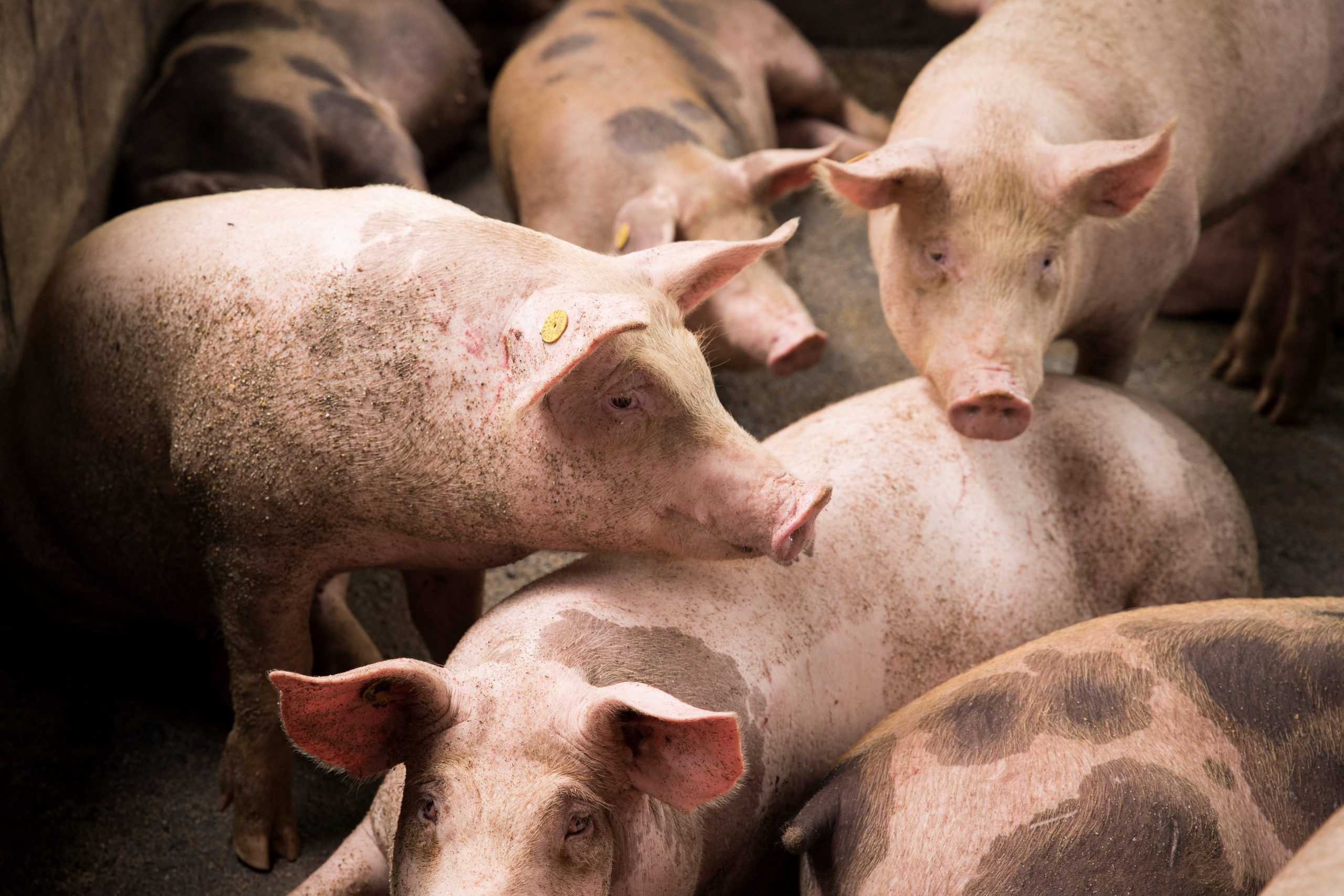 Primul om infectat cu un virus de gripă la porci, depistat în Marea Britanie Primul om infectat cu un virus de gripă la porci, depistat în Marea Britanie