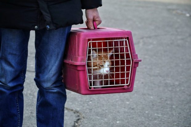 România permite derogări temporare pentru intrarea animalelor de companie din Ucraina