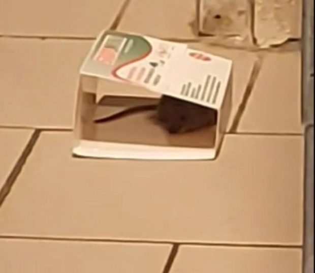 Un șobolan, filmat la raionul de patiserie de la un supermarket din Buzău. Ce amendă a primit magazinul