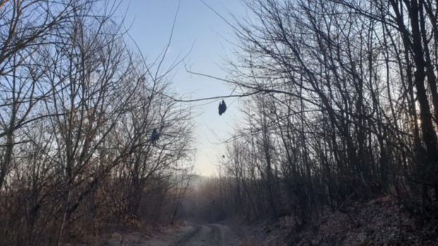 Mai multe păsări au fost găsite spânzurate în copaci într-o pădure din Botoșani. ”Nu am văzut aşa ceva în viaţa mea”