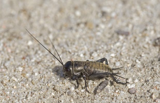 Greierele de casă, declarat aliment de Comisia Europeană. Este a treia insectă autorizată pentru consum în UE