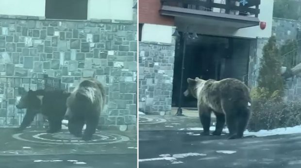 Urși filmați la intrarea într-un hotel din Sinaia. Turistă „Iubim animalele, dar nu vrem să fim hrana lor”