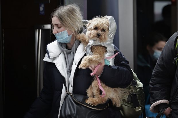 Loc amenajat special pentru animalele refugiaților, în Gara de Nord. Mâncare, pături și cuști pentru transport