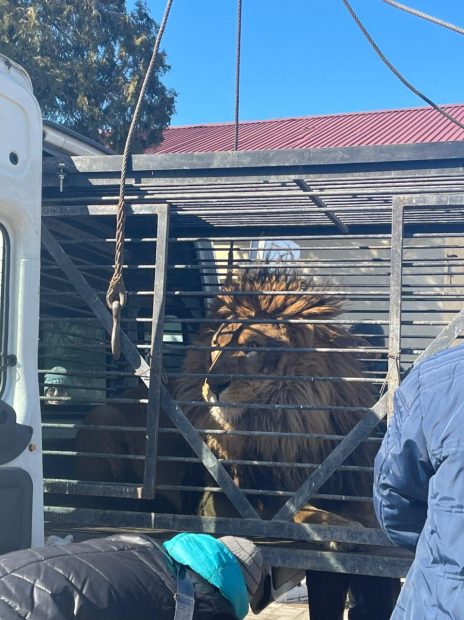Leul Samba, mascota orașului ucrainean Zaporojie, a fost adus în România