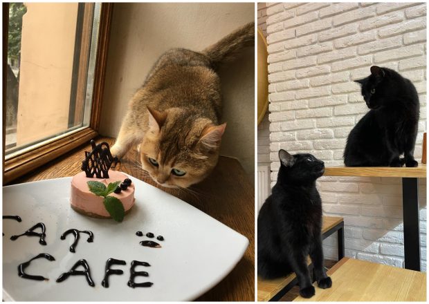 Cafeneaua din vestul Ucrainei cu 20 de pisici care rămâne deschisă pentru o urmă de normalitate. Proprietarul, pentru Libertatea: „Aici e viitorul”