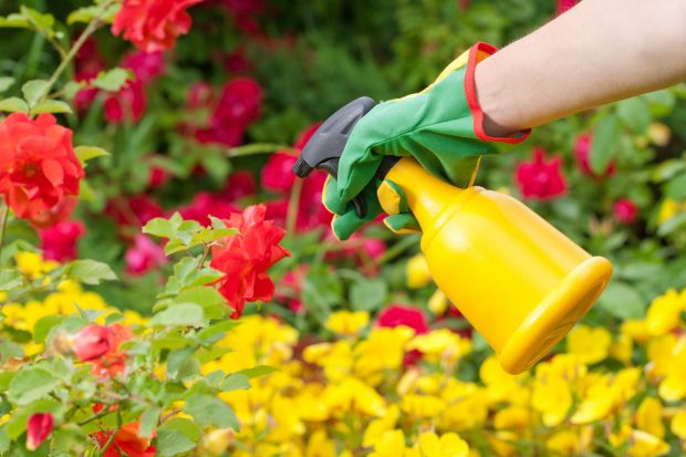Insecticid natural pentru flori. Ingrediente împotriva dăunătorilor