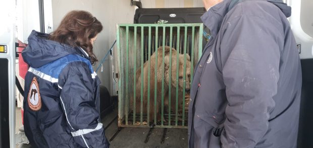 Ursoaica Masha, salvată din calea războiului. Mai multe animale de la grădini zoo din Ucraina și-au găsit refugiul în România