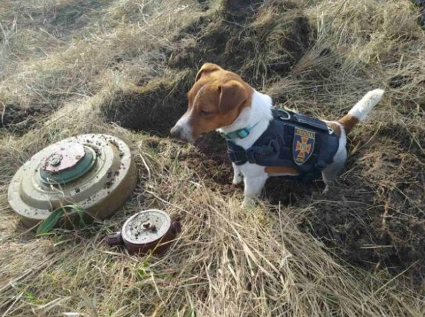El este Patron, câinele pirotehniştilor din Cernihiv, care a ajutat la neutralizarea a peste 90 de mine explozive