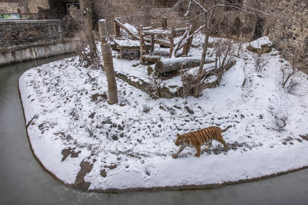 Animalele de la grădinile zoologice din Ucraina, în pericol să moară de foame. Unele au fost eliberate și lăsate să se descurce pe cont propriu