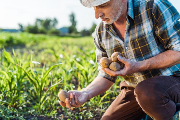 LIBERTATEA TE AJUTĂ. Sprijin financiar pentru cultivatorii de cartofi. Ce presupune proiectul iniţiat de Ministerul Agriculturii