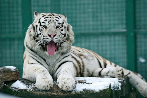 Animalele de la grădina zoologică din Harkov vor fi eutanasiate, după ce armata rusă le-a distrus habitatul