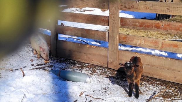 O rachetă a aterizat în mijlocul grădinii zoologice din Harkov. Animalele care riscau să fie eutanasiate, preluate de voluntari