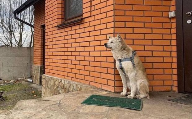 VIDEO. Hachiko de lângă Kiev. Un câine își așteaptă de trei săptămâni, pe treptele casei, stăpâna dispărută