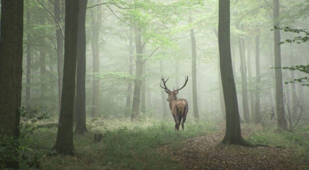 Animale care trăiesc în pădure și lucruri interesante despre ele