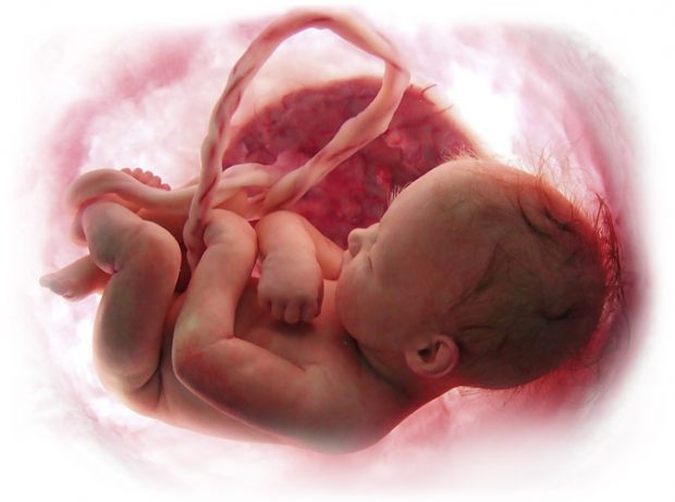 Placenta, comoara medicală nebănuită, i-ar putea salva viața copilului tău chiar și peste decenii