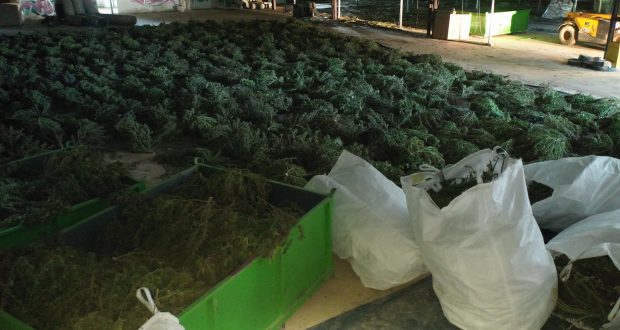 O fermă imensă cu peste 400.000 de plante de canabis a fost desființată în regiunea Navarra, din nordul Spaniei