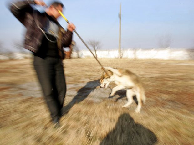 Cresc pedepsele pentru cei care bat și ucid animalele. Proiectul de lege, votat de Parlament