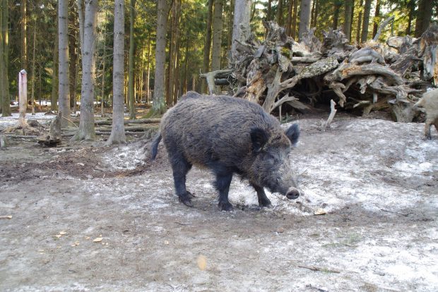 „Bietul animal, de ce să-i mai spunem așa?”. „Mistrețul Putin” de la o grădină zoologică din Germania va fi rebotezat