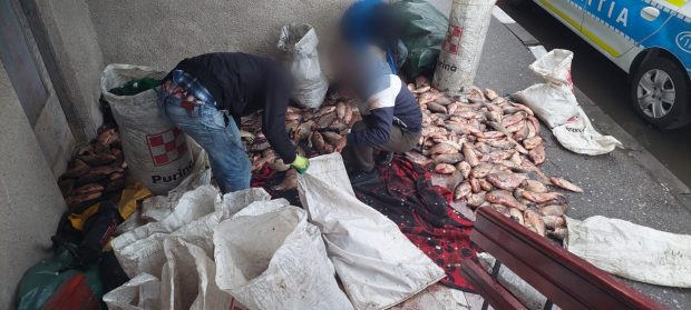 Braconieri prinși cu jumătate de tonă de pește din râul Olt, în plin sezon de prohibiție