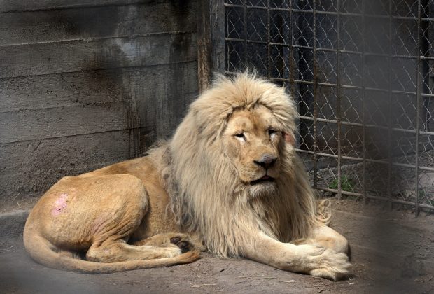 Angajați ai grădinii zoologice din Harkov, uciși de soldații ruși, după ce au rămas să hrănească animalele