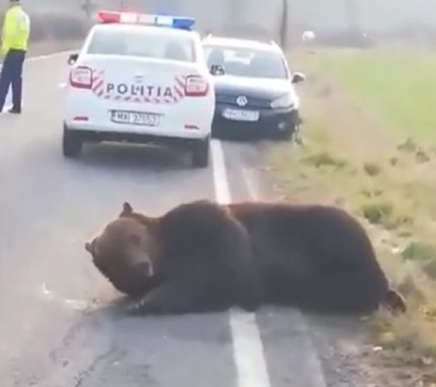 Un urs a fost  lovit de două mașini, pe DN1, în Prahova