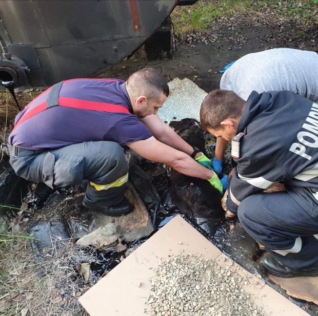 O căţeluşă blocată în smoală a fost salvată de pompierii din Argeș. Intervenția a durat peste 4 ore