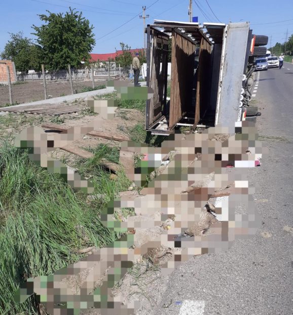 O autoutilitară care transporta peste 100 de oi s-a răsturnat pe o șosea din Vaslui. 28 de animale au murit
