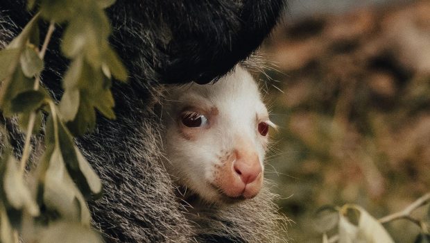 Senzație la o grădină zoologică din Germania. O femelă cangur a născut un pui complet alb