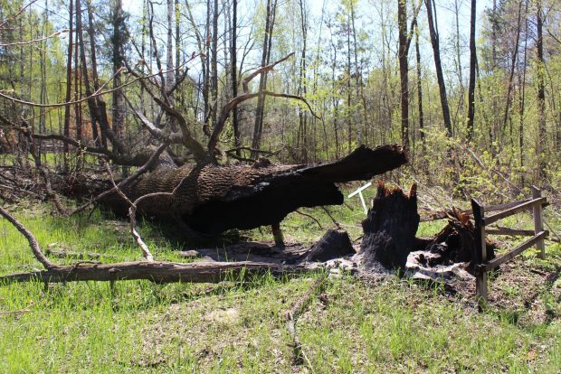 „Ne distrug și orașele, și natura”. Rușii au bombardat un stejar secular dintr-o rezervație din Ucraina, apoi au pus lemnul pe foc, să se încălzească