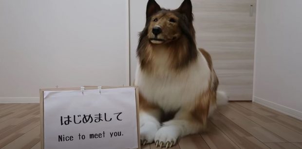 VIDEO | Un japonez a cheltuit o sumă impresionantă pentru a arăta ca un câine: „Mi-am putut îndeplini visul”