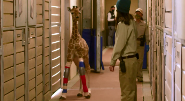 „Pur și simplu uimitor”. Proteze speciale pentru un pui de girafă de la Grădina Zoologică din San Diego