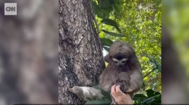 Moment emoţionant cu un pui de leneş, care se regăseşte cu mama sa după ce a căzut din copac