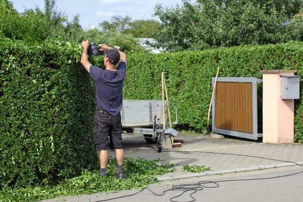 Gardul viu. Plantare, îngrijire și trucuri utile