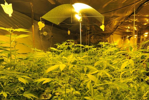 Un milion de plante de canabis, oferite gratuit de guvern locuitorilor din Thailanda