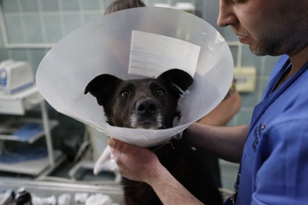 „Unii mă condamnă că mi-am salvat câinele, dar mi-am abandonat mama”. Povestea ucrainenilor care și-au scos animalele din mijlocul bombardamentelor