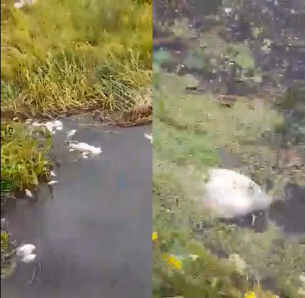 Grămezi de pești morți pe canalul Bega, în apropiere de Timișoara, din cauza vremii extreme din ultima perioadă